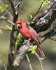 cardinal rouge/red cardinal