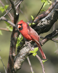 cardinal rouge/red cardinal