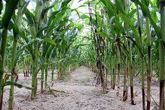 Under the corn