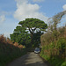 Cornwall Narrow Road of Boslandew Hill