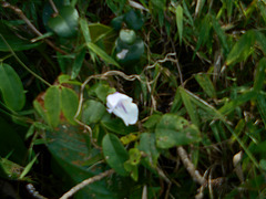 DSCN2099 - Condylostylis candida, Fabaceae Faboideae