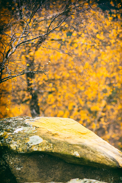 Forêt de Fontainebleau