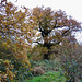 A great Oak Tree near Middleton Hall