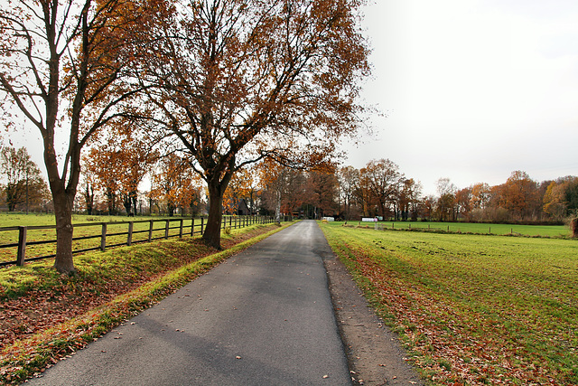 Holthäuser Straße (Oer-Erkenschwick) / 1.12.2018