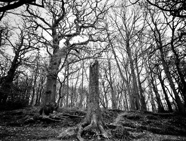 Roundhay Park