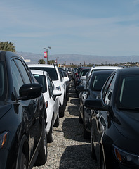 Palm Springs / virus / unused rental cars (# 0455)