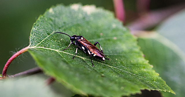 20110519 2908RMw [D~MI] Blattwespe (Macrophya duodecimpunctata), Großes Torfmoor, Hille