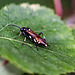 20110519 2908RMw [D~MI] Blattwespe (Macrophya duodecimpunctata), Großes Torfmoor, Hille