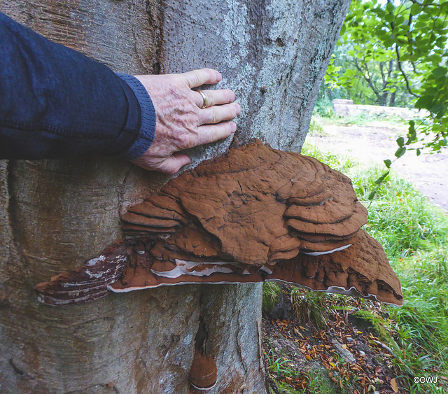 bracket fungus on old Beech tree