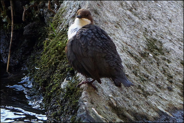 Wasseramsel/Dipper