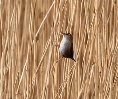 Cetti's warbler