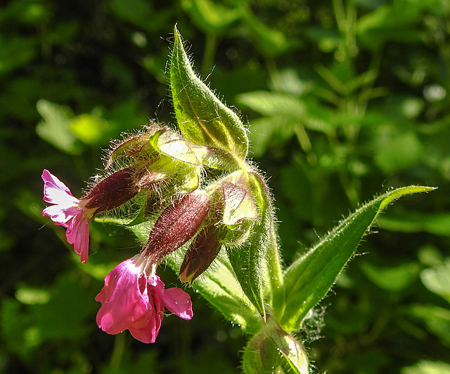 20230531 0425CPw [D~LIP] Rote Lichtnelke (Silene dioica), UWZ, Bad Salzuflen