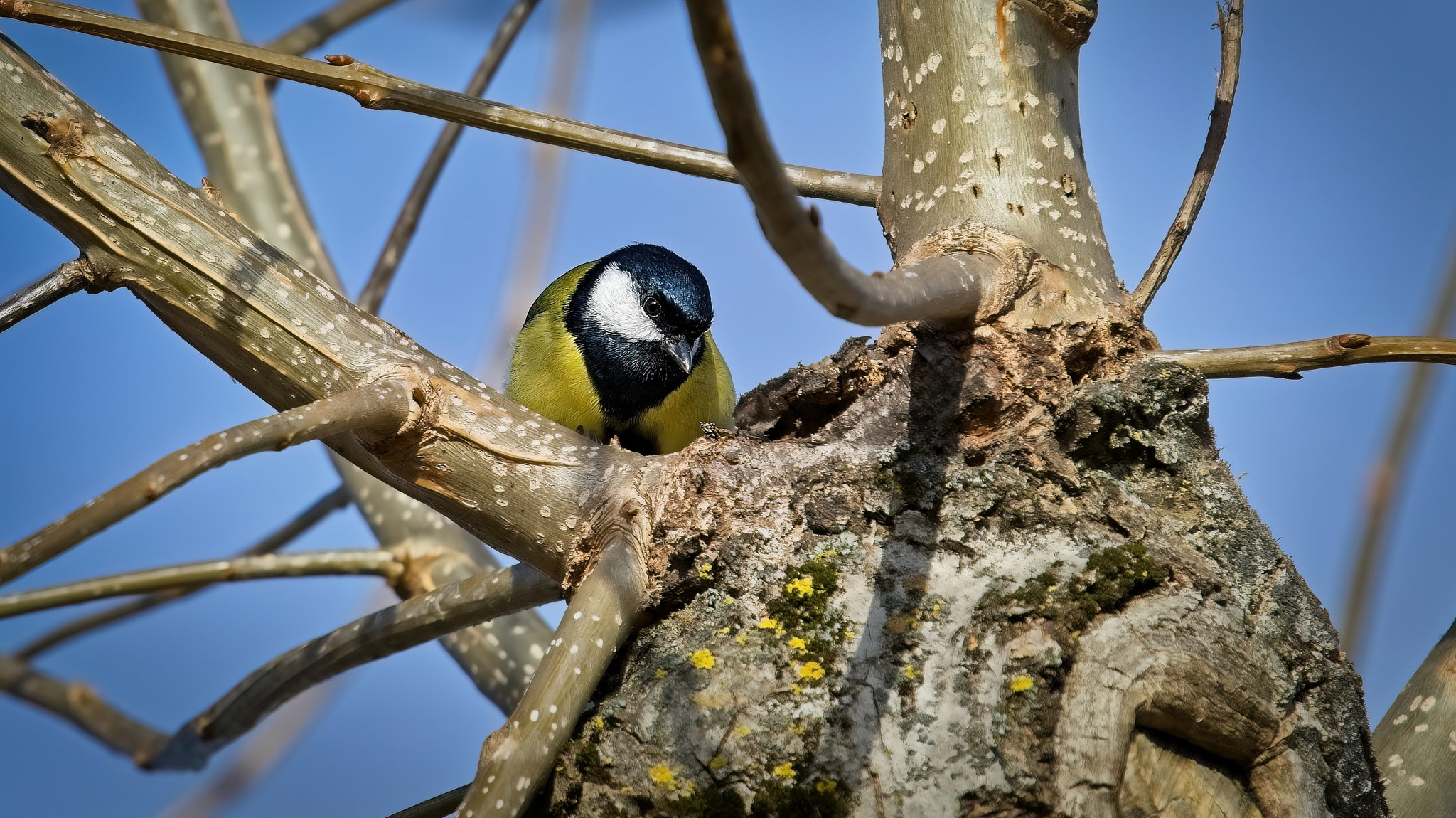 Die Kohlmeise mit ihren scharfen Blick vom Baum runter :))  The great tit with its sharp look down from the tree :))  La mésange charbonnière avec son regard acéré depuis l'arbre :))