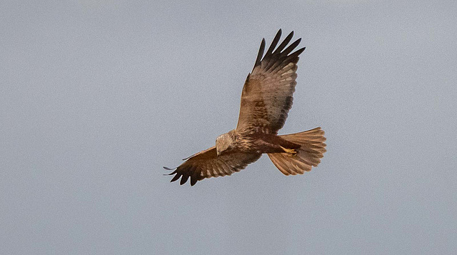 Marsh harrier