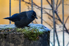 Jackdaw perched on a Bollard