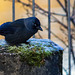 Jackdaw perched on a Bollard