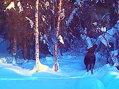 moose lunching