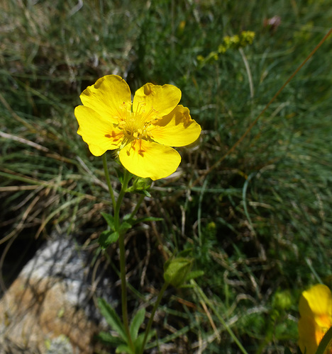 fiori a 1900 metri