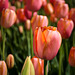 Tulips at Boston Common