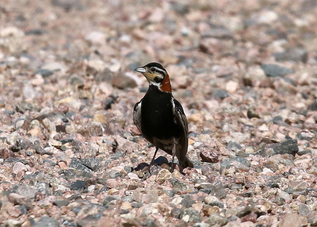 Chestnut-Collared Longspur