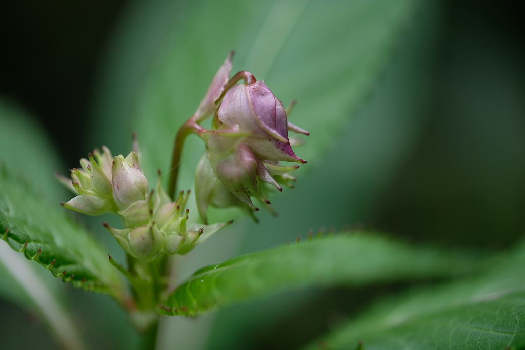 DSCF2908