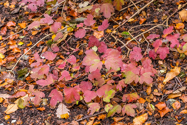 Autumn colours