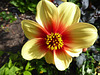 Dahlia 'Moonfire' - 12 September 2020