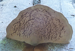 Underside of bracket fungus on old Beech tree