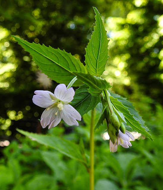 20230531 0426CPw [D~LIP] Berg-Weidenröschen (Epilobium montanum), UWZ, Bad Salzuflen