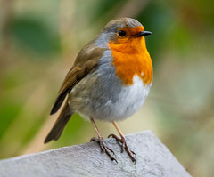 Robin