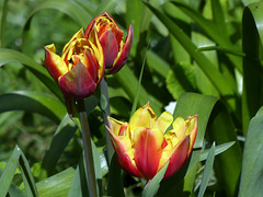 Dans mon jardin