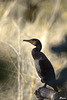Cormoran