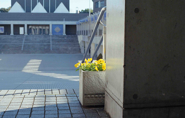 Yellow flowers