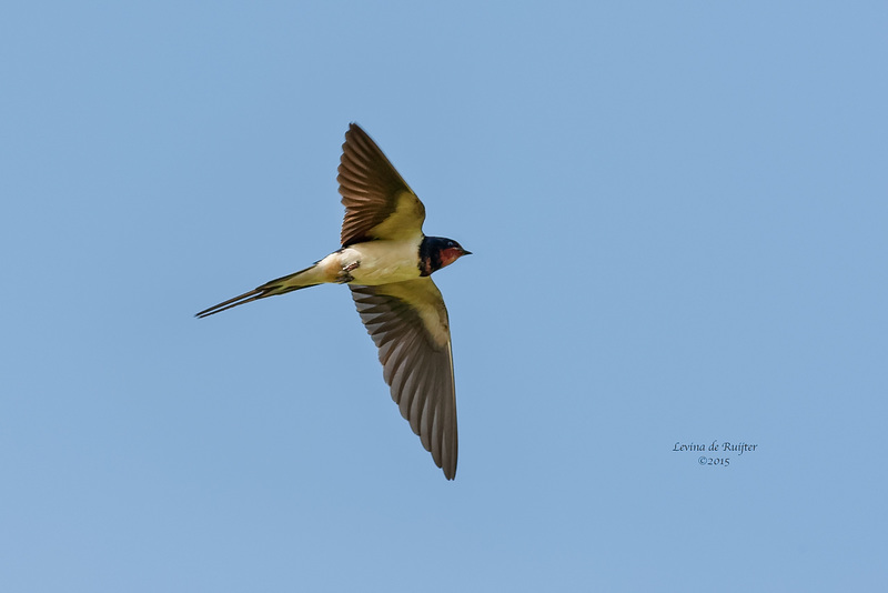 Barn Swallow / Boerenzwaluw (Hirundo rustica)