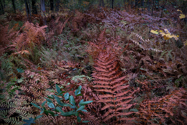 Fall Ferns