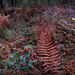 Fall Ferns