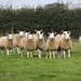 Sheep watching