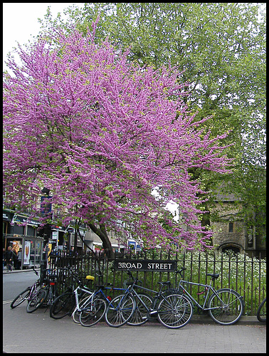 Broad Street Judas tree