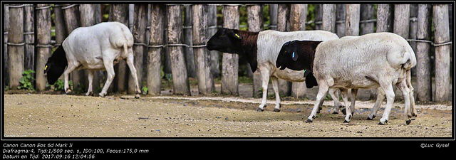 IMG 8523.jpg 2017 09 16 Zoo Planckendael II