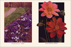 Garden Bulbs In Color (15), 1938/45