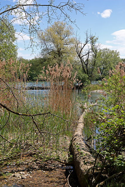 Rüdlingen - Am Alten Rhein  (4)