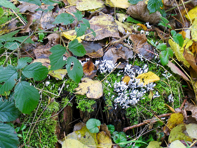 Clavalina Rugosa, in Woodland near Middleton Hall