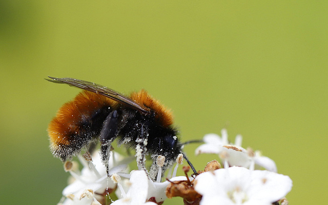 Alléchant pollen