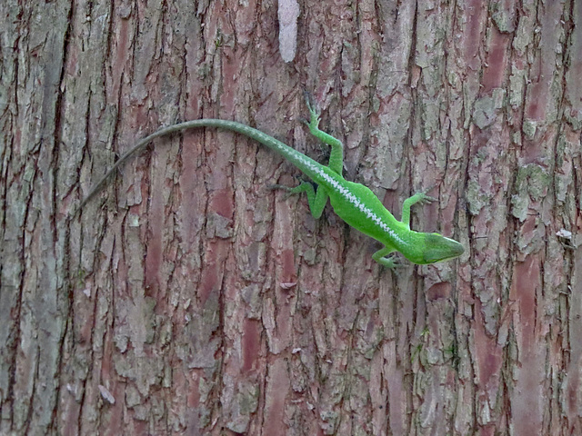 Anole on a tree