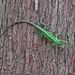 Anole on a tree