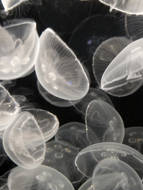 Moon Jellies