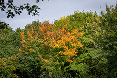 Autumn colours42