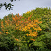 Autumn colours42