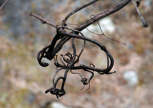 Bouclettes d'une vigne grimpante .