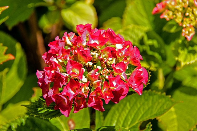 Lyon dans mon jardin 2